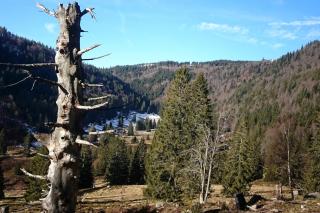 Großes Gruppenhaus - ideal für Familien & Retreats - St. Blasien - 5