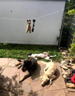 Apartment Garten & Zaun Souterrain Urlaub mit Hunden - Hirschaid - 8