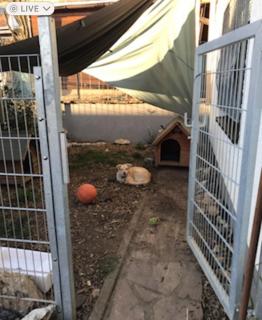 Garten Apartment für Hundefreunde mit Zaun Souterrain Zugang über mehrere Stufen,Treppe - Hirschaid - 3