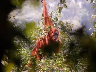 Lawang Inn Restaurant & Jungle Trek - Bukit Lawang - 0