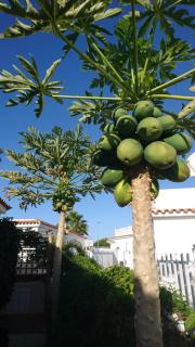 Tirma - Playa del Inglés - 6
