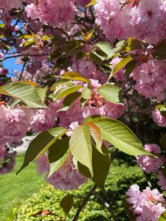 Convenient & Cozy Stay Near Boston - Andover - 7