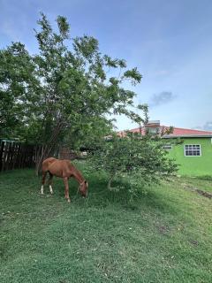 House Case en Bas Gros Islet - Gros Islet - 1