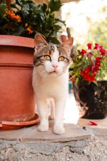 Guest house Hyrmet Demushi - 4