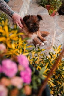 Guest house Hyrmet Demushi - 5