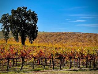 Crafty Oak House - Paso Robles - 4