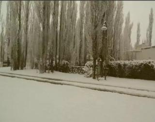 Los Abedules Bungalow - homestay - 3