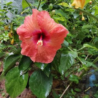 Johnson's Homestay With Pool & Ecohouseboat near town beach - 1