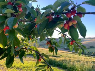 Agriturismo La Corte - 4