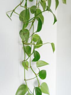 L'Oxalis villa (Le Cocon) - 3