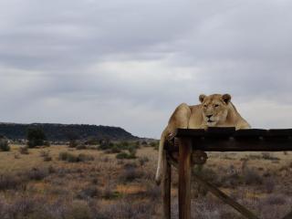 Weltevreden Game Lodge - Bloemfontein - 8
