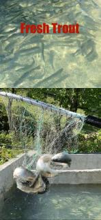 Check Inn Merisi Spa and Resort - Gundauri - 8