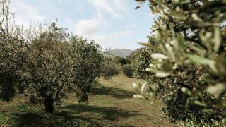 13 Olives, Entire Grape & Olive Estate, Somerset West by Euphoric Leisure - - 7