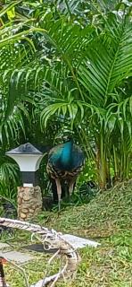 canan lake home - Parattipalli - 8