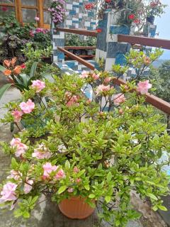 Pranav Home - Stay - Darjeeling - 8