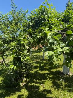 Apartament Skórcz Kociewie Pomorze Gdańskie Agroturystyka - Skórcz - 9