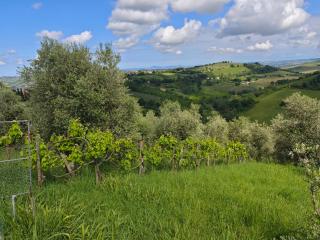 CASA DORIS Montecarotto, Le Marche - Top Lage, Glasfaser WIFI, neu renoviert - Montecarotto - 4