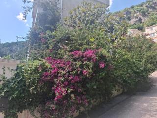 Apartments Villa Simonovic - Petrovac na Moru - 4