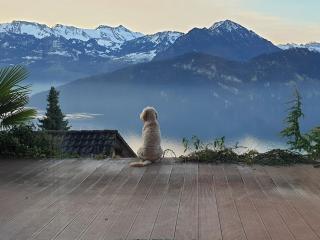 Ruhe-Oase mit traumhafter Sicht auf den Vierwaldstättersee - Weggis - 4