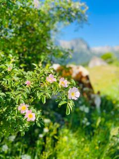 DURMITOR APARTMAN Pitomine - Žabljak - 8