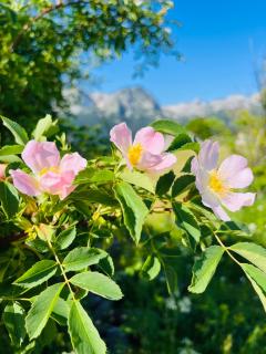 DURMITOR APARTMAN Pitomine - Žabljak - 7