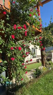 Steinadler apartman Dog-friendly, quiet, garden house with private parking and beautiful views - Kertes apartman egy szoba áráért - Murau - 8