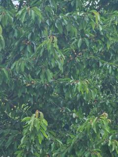 Apartmani Lukare - 4