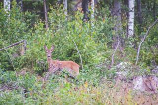 Slow Life Sweden - Nature Nesting Tent - 3