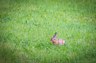 Slow Life Sweden - Nature Nesting Tent - 2
