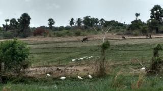 Farm of Nambikay Guesthouse -1st floor, 3 bedrooms - - 4
