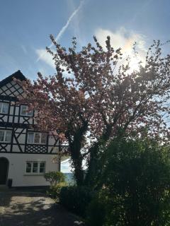 Ferienwohnung Hesselbach - Oberkirch - 9