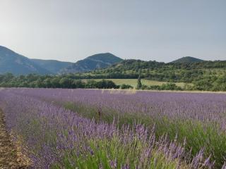 La Maison du Verger, Provence and quiet countryside - - 4