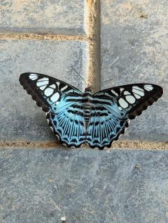 Nilgira Nature Trails - Morawaka - 9
