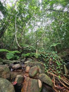 Nilgira Nature Trails - Morawaka - 8