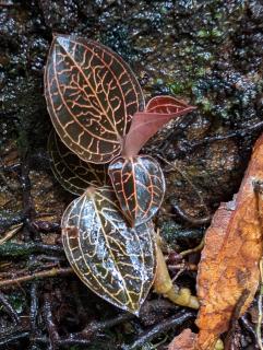 Nilgira Nature Trails - Morawaka - 7