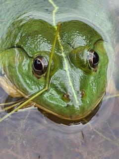 Nilgira Nature Trails - 3