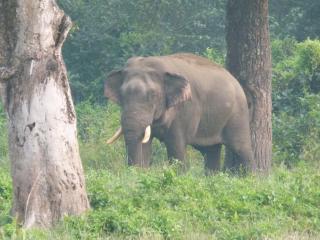 Holy Lodge - Sauraha - 4