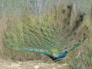 Holy Lodge - Sauraha - 2