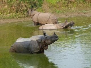 Holy Lodge - Sauraha - 1