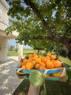 Si Sofia country house - - 8