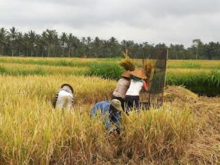Semanggi Cottage - Ubud - 1
