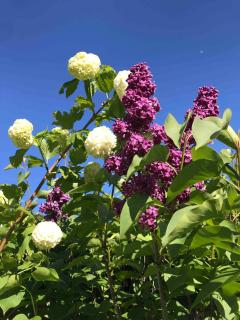 Lovely quiet cottage Sleeps 4 adults, 4 children, Dog Friendly - Cley next the Sea - 6