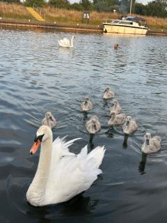 Ouse River Quay Hill Lodge - Littleport - 4