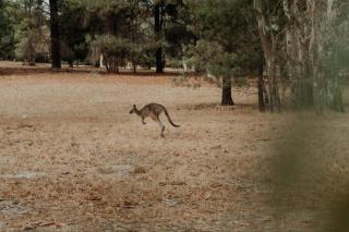 The Barn - On Cockatoo Lane - 1
