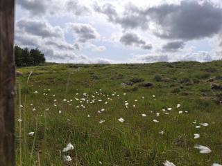 Wooly Huts Green - Westport - 8