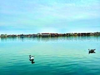 Le Dauphin du port - 0