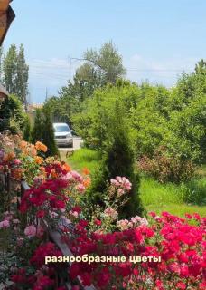Harmony - Tamchy - 3