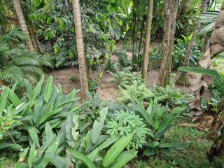 A Peace In Paradise - 3