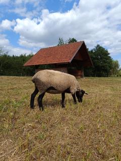 Spaní na seně - 1