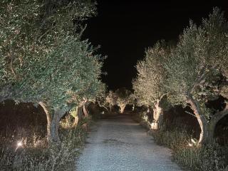 Pirgos Petropoulea - Áyios Níkon - 4
